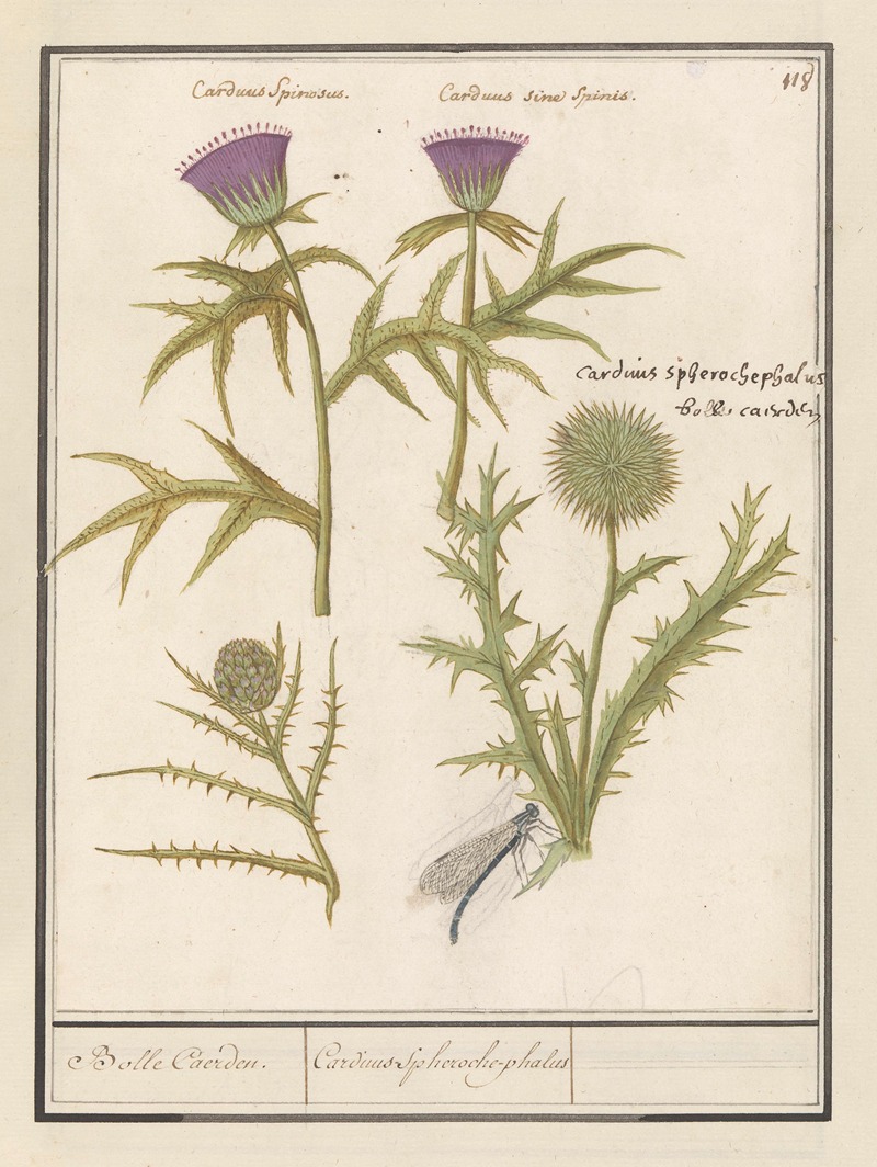 Anselmus Boëtius de Boodt - Distel (Carduus) en artisjok (Cynara cardunculus) Bolle Caerden. Cardius Spheroche-phalus