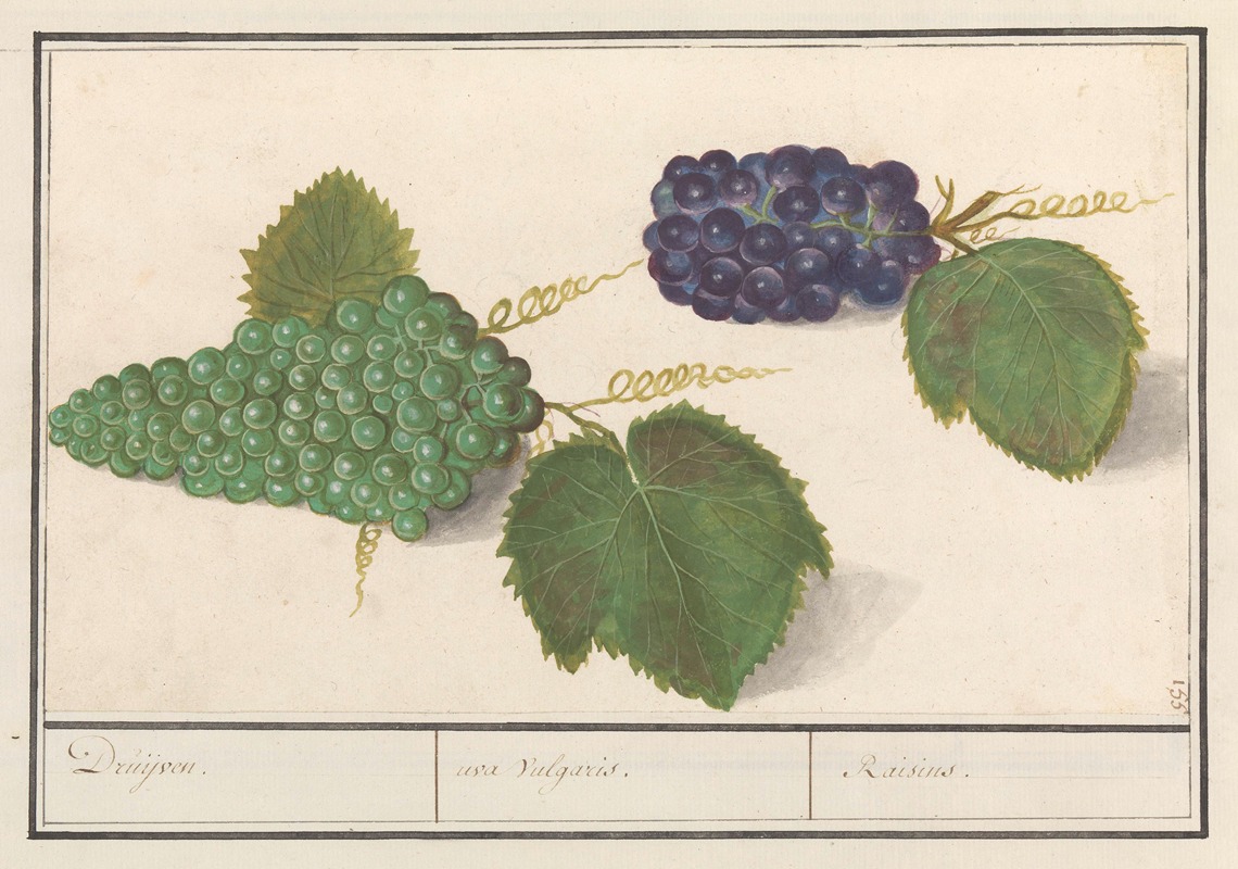 Anselmus Boëtius de Boodt - Druif (Vitis vinifera) Druijven. uva Vulgaris. Raisins