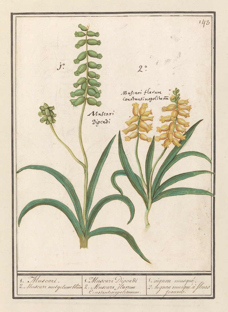 Anselmus Boëtius de Boodt - Druifhyacint (Muscari) 1. Muscari. 2. Muscari met geluwe bloem