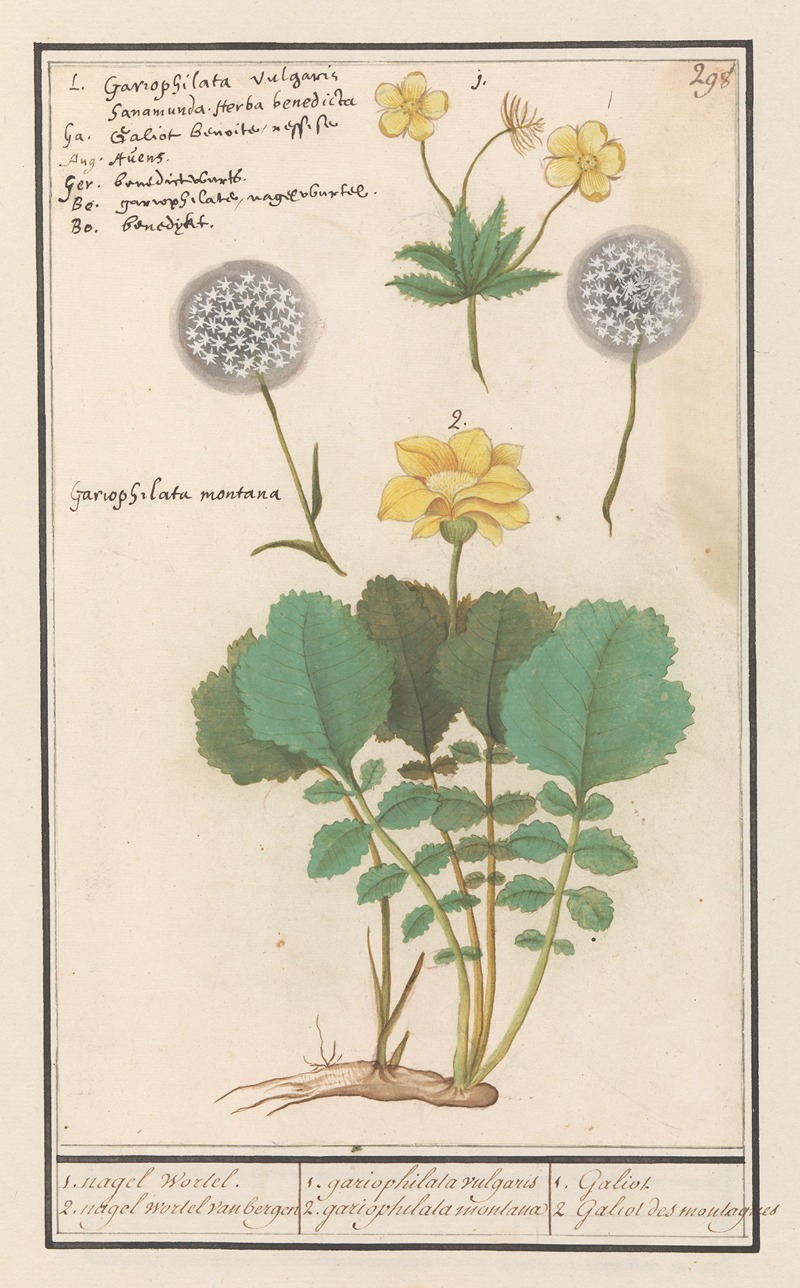 Anselmus Boëtius de Boodt - Geel nagelkruid (Geum urbanum) en Alpen geel nagelkruid (Geum montanum)