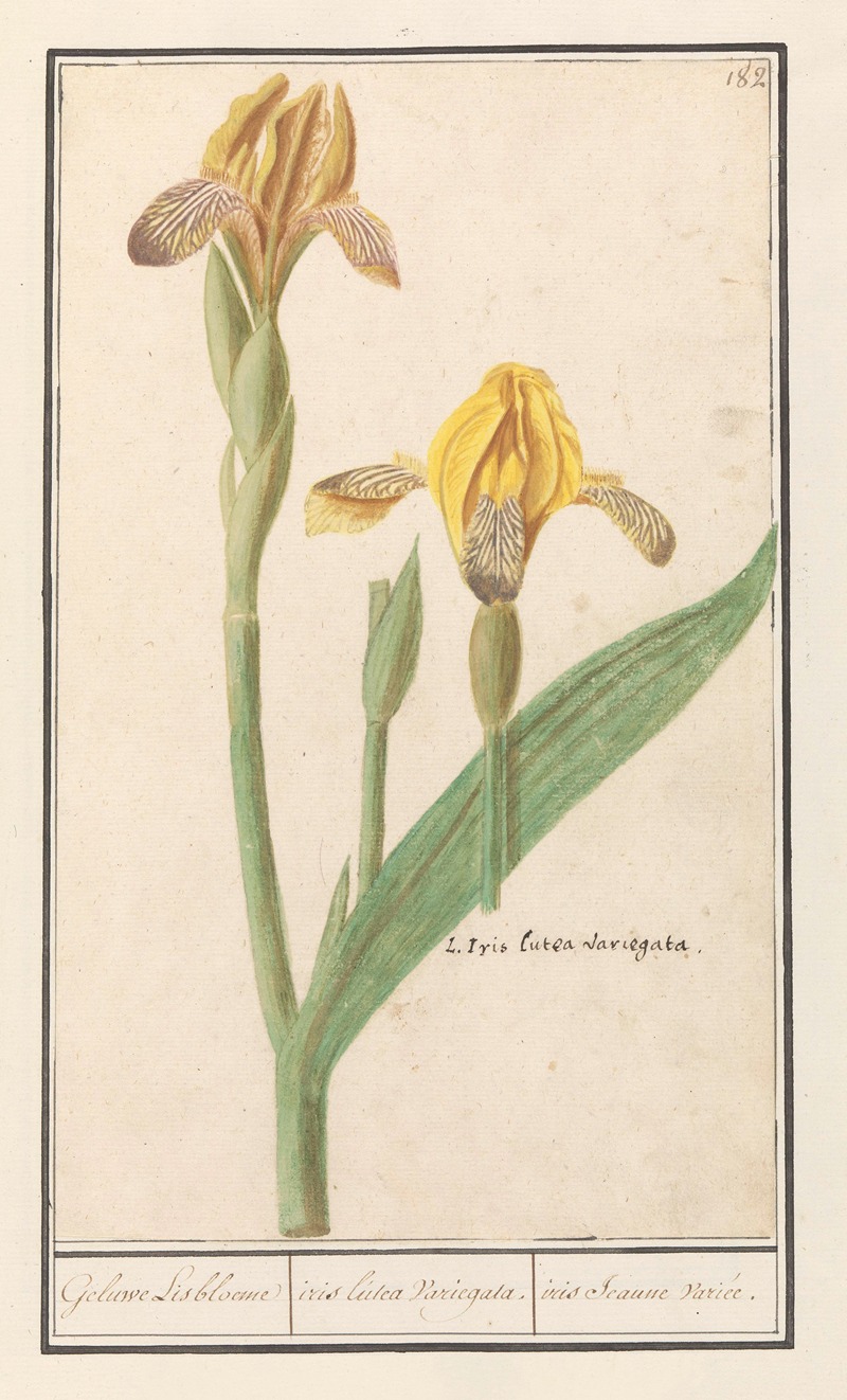 Anselmus Boëtius de Boodt - Gele lis (Iris pseudacorus) Geluwe Lisbloeme iris lutea Variegata. iris Jeaune variée