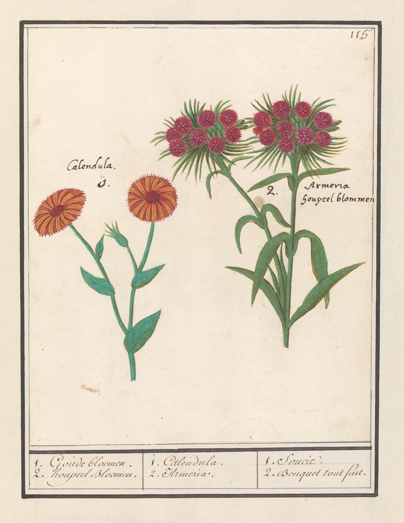 Anselmus Boëtius de Boodt - Goudsbloem (Calendula) en Duizendschoon (Dianthus barbatus) 1. Goude bloemen. 2. houpeel Bloemen