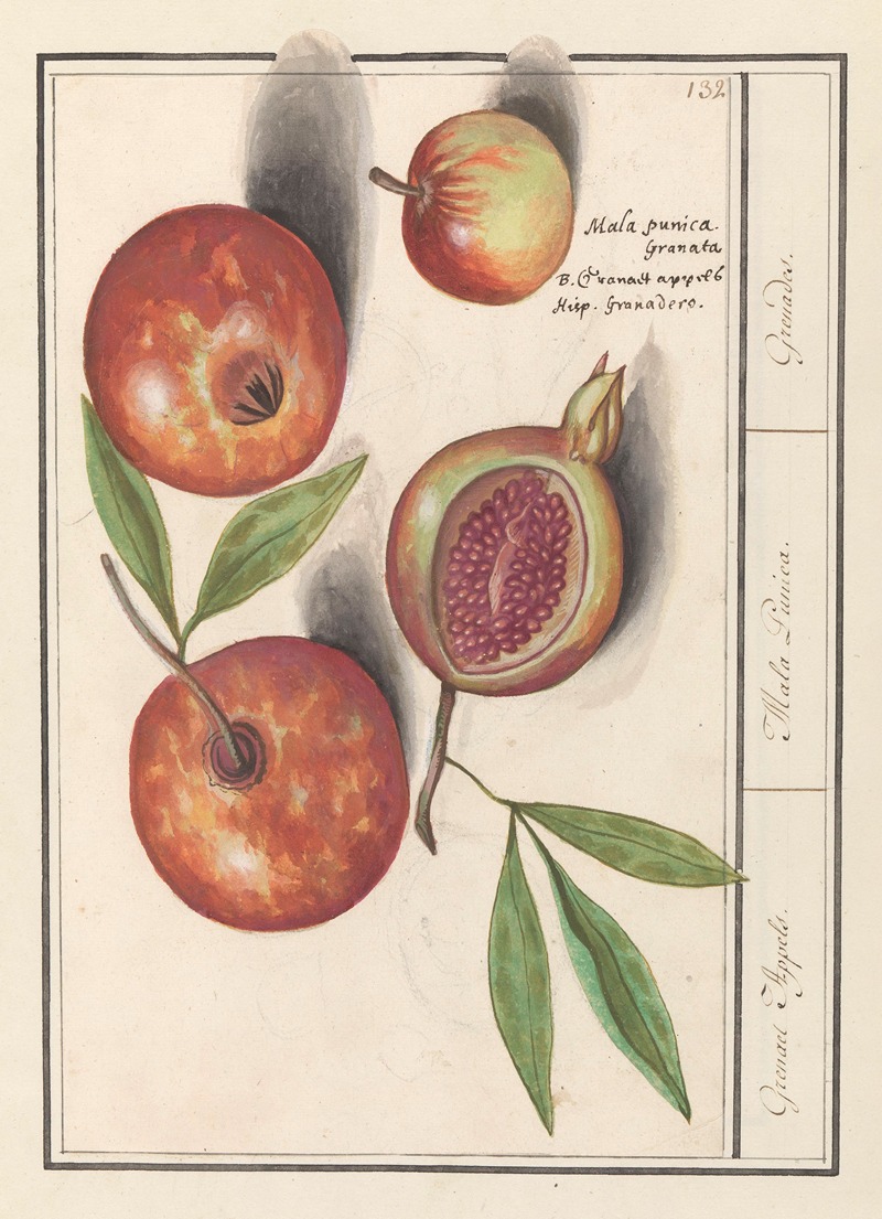 Anselmus Boëtius de Boodt - Granaatappel (Punica granatum) Grenaert Appels. Mala Punica. Grenades.