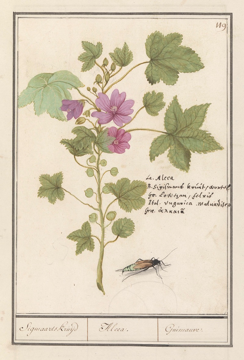 Anselmus Boëtius de Boodt - Groot kaasjeskruid (Malva sylvestris) Sigmaards kruijd Alcea. Guimauvre.