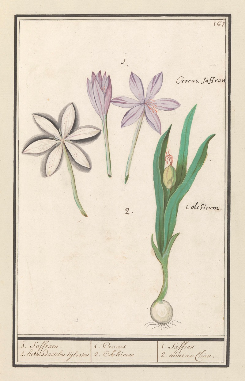 Anselmus Boëtius de Boodt - Herfsttijloos (Colchicum autumnale) 1. Saffraen. 2. hermodactelen tijloosen