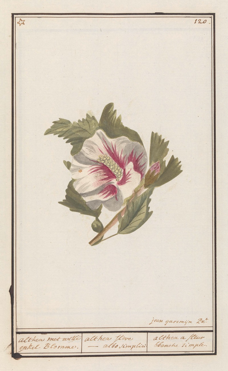 Anselmus Boëtius de Boodt - Hibiscus (Hibiscus syriacus)