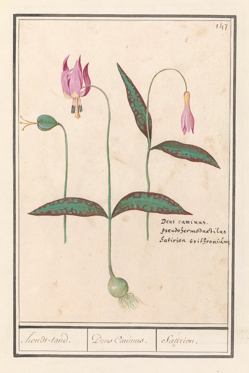 Anselmus Boëtius de Boodt - Hondstand (Erythronium dens-canis) honds-tand. Dens Caninus. Satirion