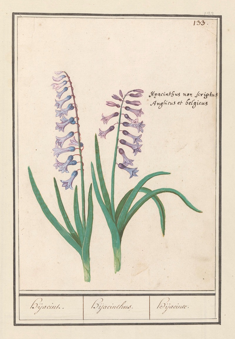 Anselmus Boëtius de Boodt - Hyacint (Hyacinthus orientalis) Hijacint. Hijacinthus. Hijacinte.