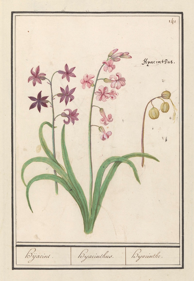 Anselmus Boëtius de Boodt - Hyacint (Hyacinthus orientalis) Hijacint. Hijacinthus. Hyacinthe.