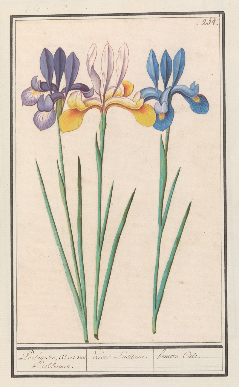 Anselmus Boëtius de Boodt - Iris (Iris sibirica)