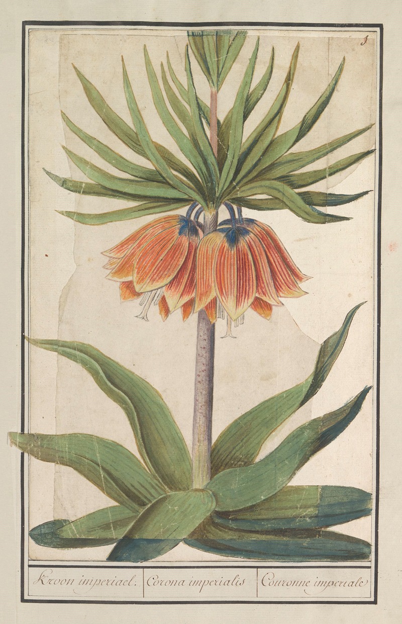 Anselmus Boëtius de Boodt - Keizerskroon (Fritillaria imperialis) Kroon imperiael. Corona imperialis Couronne imperiale