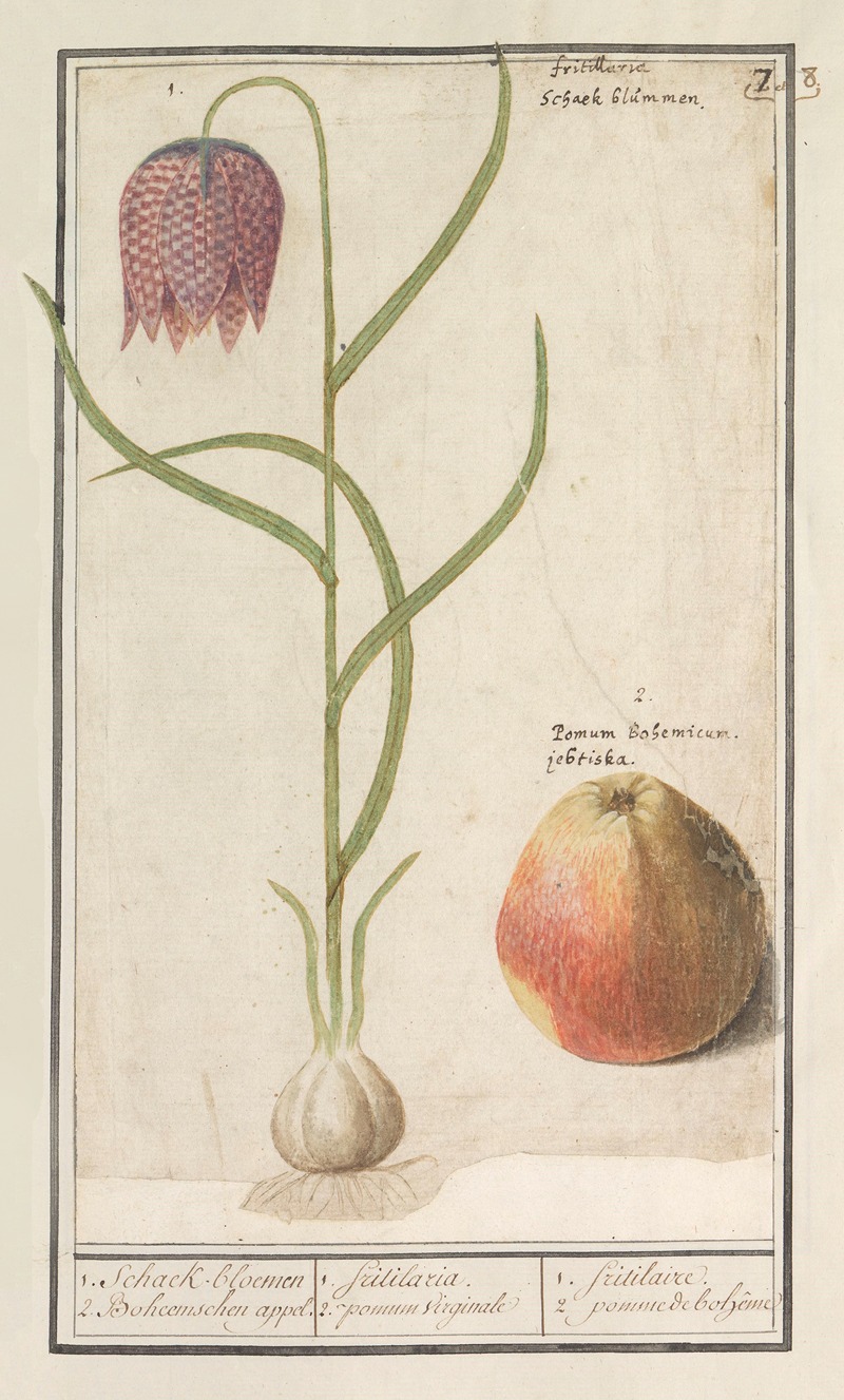 Anselmus Boëtius de Boodt - Kievitsbloem (Fritillaria meleagris) en een appel 1. Schaek-bloemen 2. Boheemschen appel