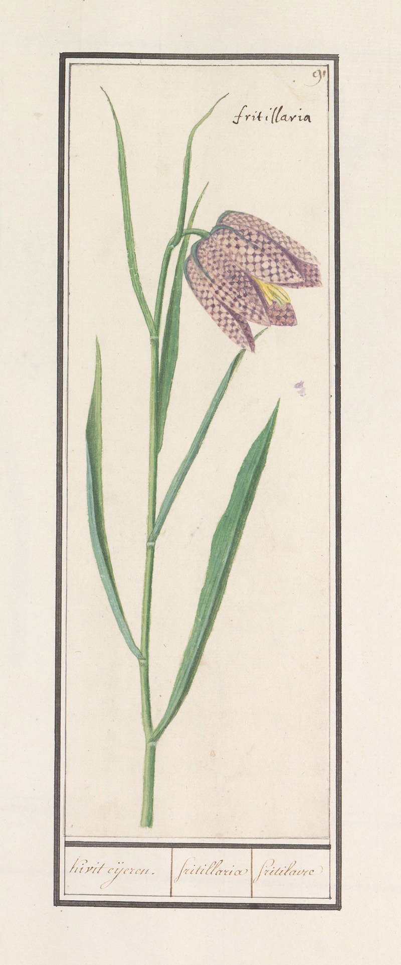 Anselmus Boëtius de Boodt - Kievitsbloem (Fritillaria meleagris