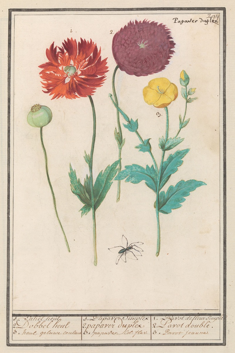 Anselmus Boëtius de Boodt - Klaproos of papaver (Papaver)