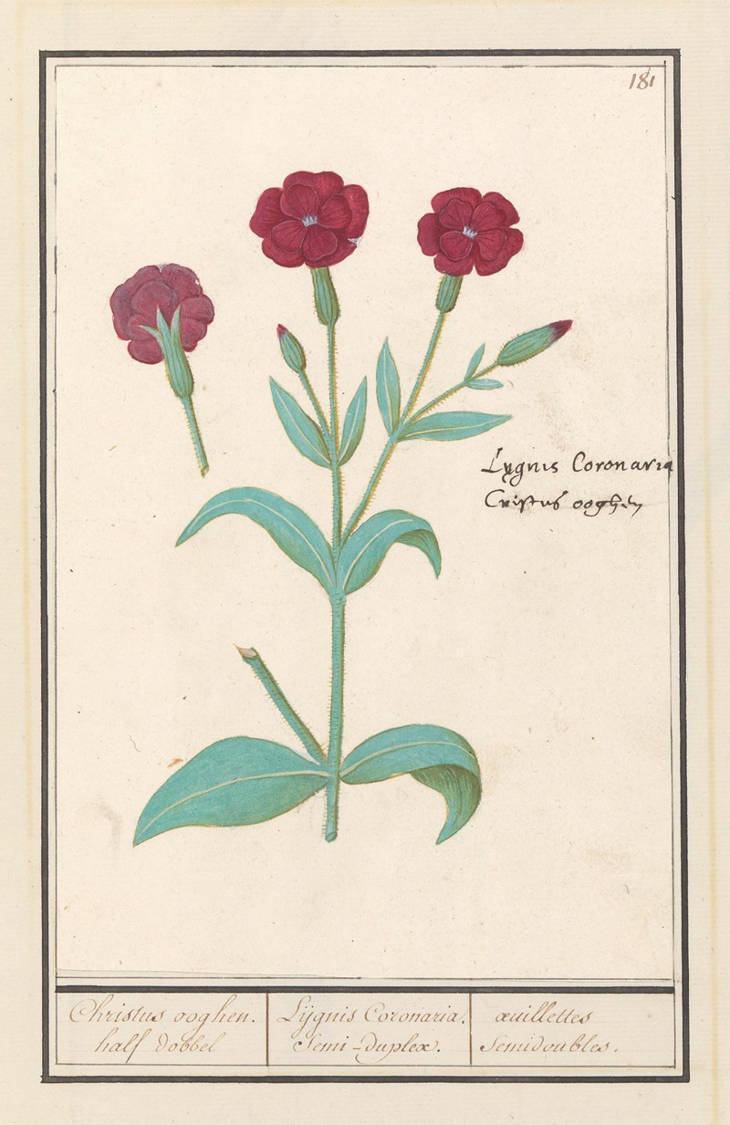 Anselmus Boëtius de Boodt - Koekoeksbloem (Lychnis) of Prikneus (Lychnis coronaria)