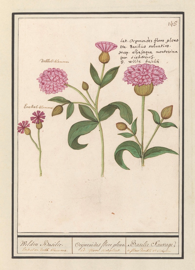 Anselmus Boëtius de Boodt - Koekoeksbloem (Silene dioica) Wilden Basilie. Ocijmiodes flore pleno. Basilie Sauvage