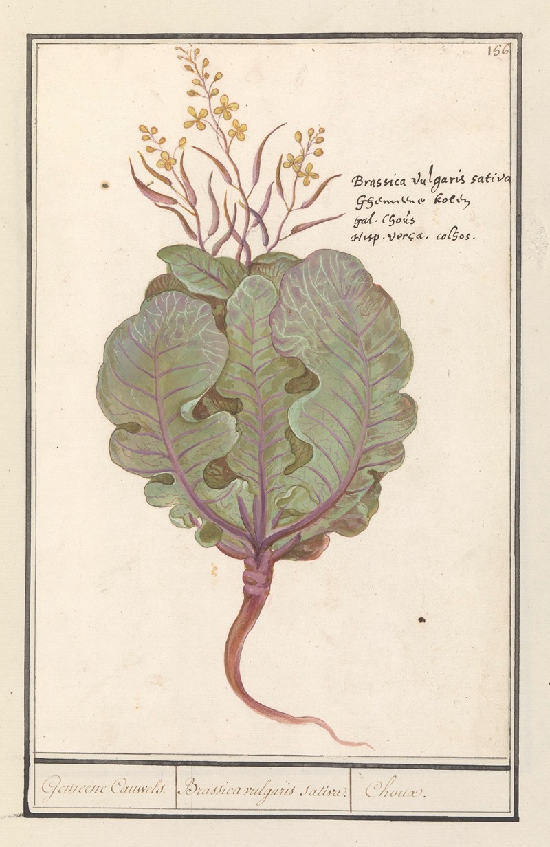 Anselmus Boëtius de Boodt - Kool (Brassica oleracea) Gemeene Cauwels. Brassica vulgaris saliva. Choux.