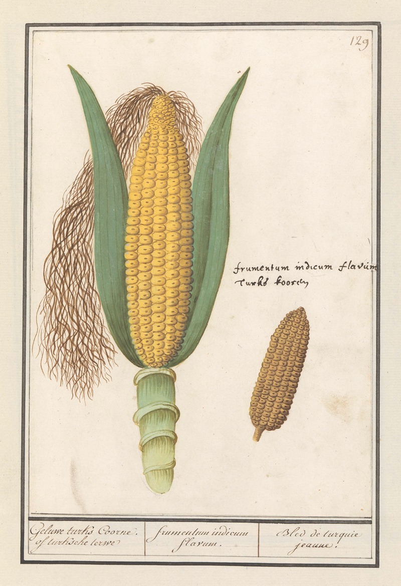 Anselmus Boëtius de Boodt - Mais (Zea mays) Geluwe turks Coorne. of turksche terwe frumentum indicum flavum. Bled de turquie jeaune