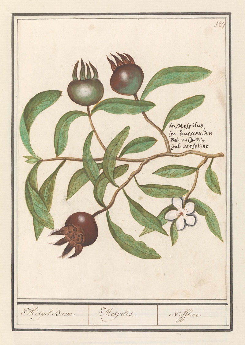 Anselmus Boëtius de Boodt - Mispel (Mespilus germanica) Mispel Boom. Mespilus. Nefflier