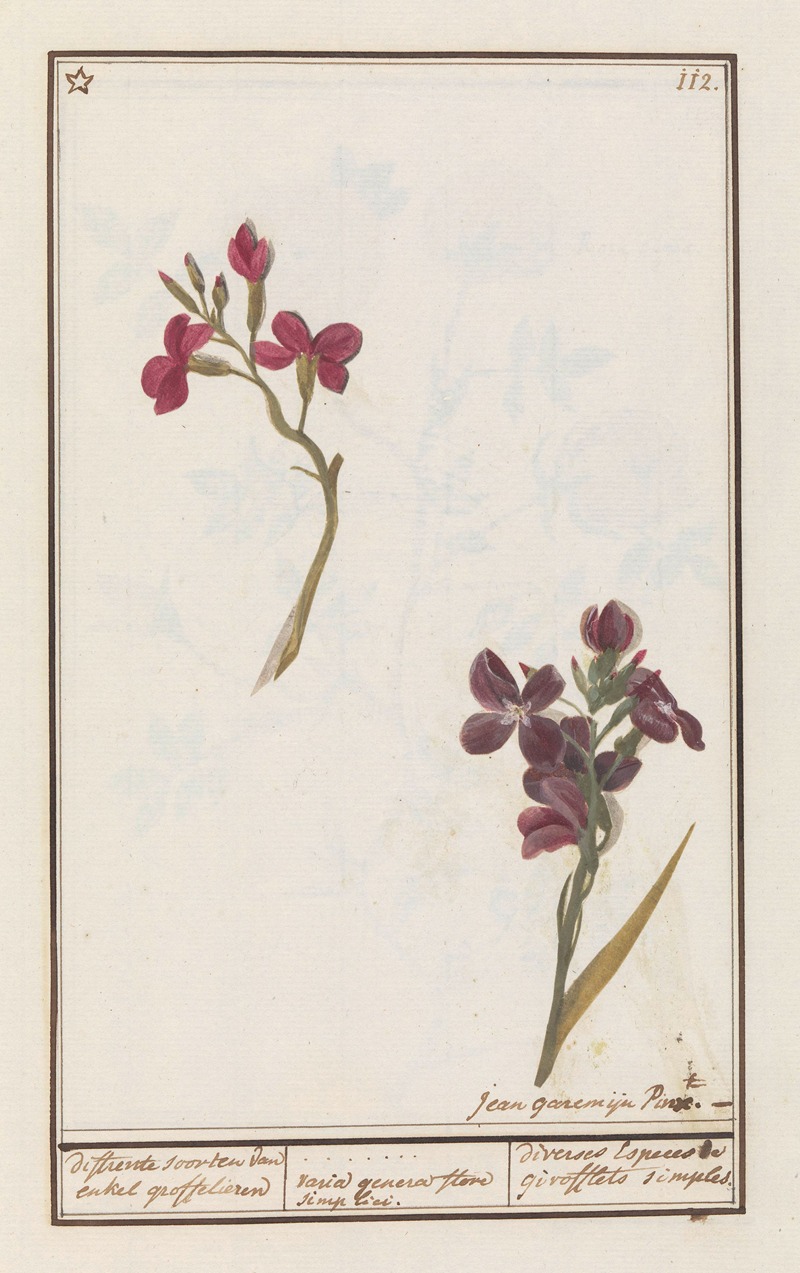 Anselmus Boëtius de Boodt - Muurbloem (Erysimum cheiri) differente soorten van enkel groffelieren varia genera flore simplici.