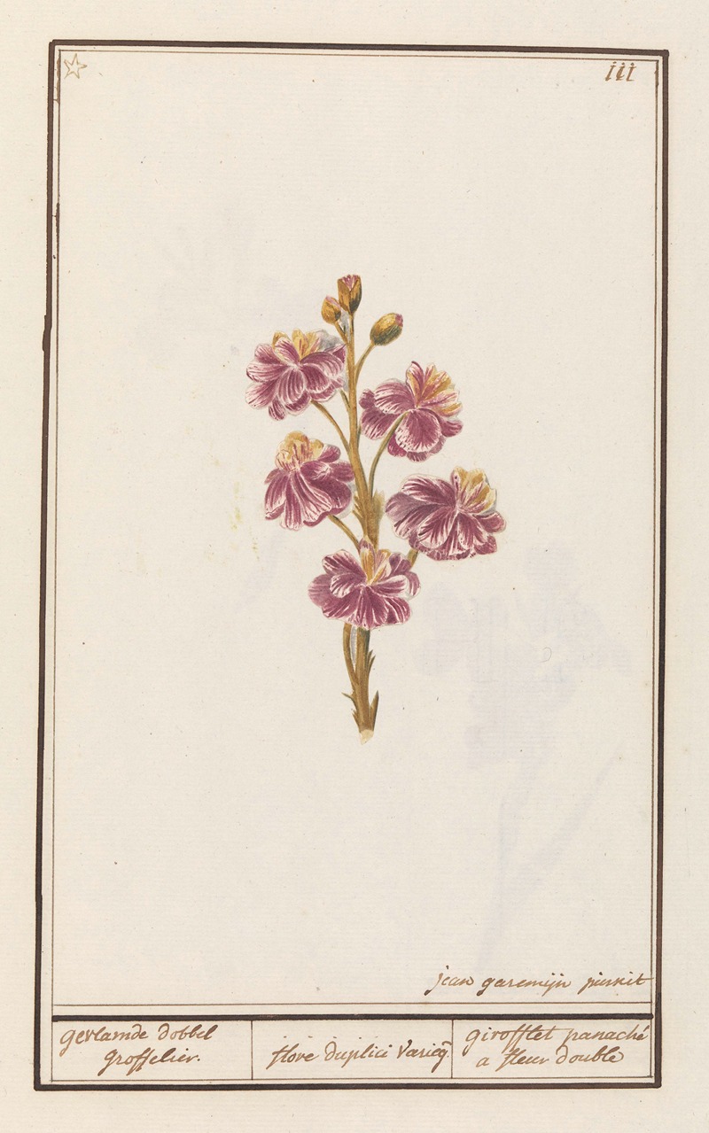 Anselmus Boëtius de Boodt - Muurbloem (Erysimum cheiri) gevlamde dobbel groffelier.