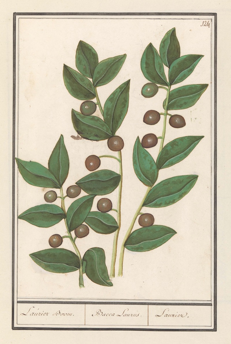 Anselmus Boëtius de Boodt - Olijf (Olea europaea) Laurier Boom. Bacca Laurus. Laurier