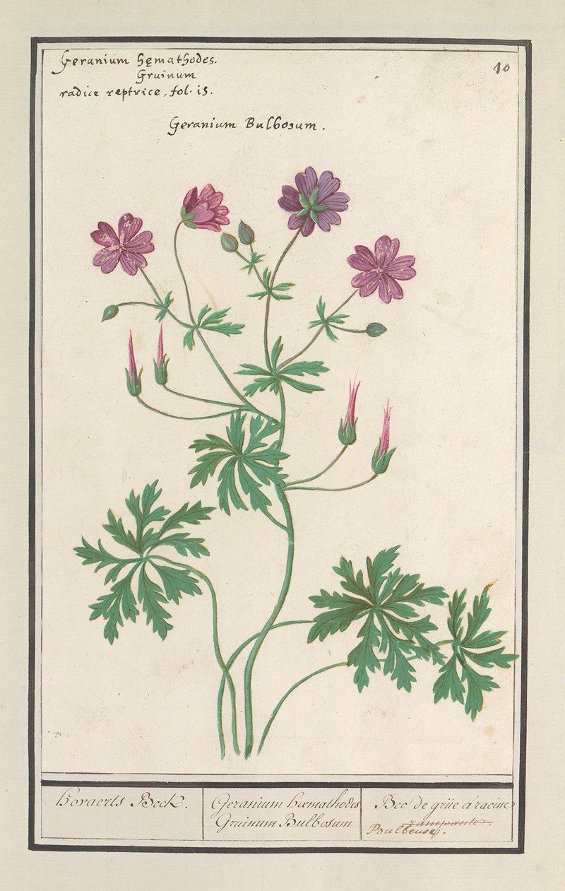 Anselmus Boëtius de Boodt - Ooievaarsbek (Geranium) Hovaerts Beck. Geranium haemathodes Gruinum Bulbosum Bec de grue a racine Bulbeuse.