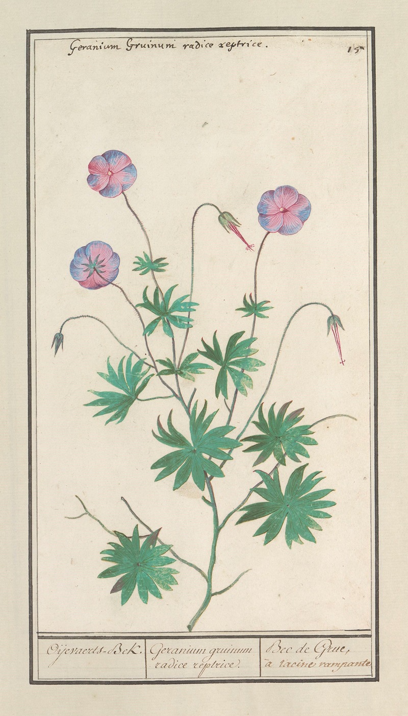 Anselmus Boëtius de Boodt - Ooievaarsbek (Geranium) Oijevaerts-Bek. Geranium gruinum radice reptrice Bec de Grue, à racine rampante