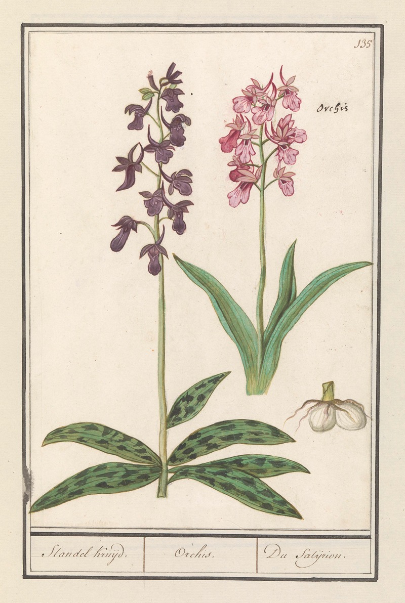 Anselmus Boëtius de Boodt - Orchidee (Orchidaceae) Standel Kruijd. Orchis. Du Satijrion.