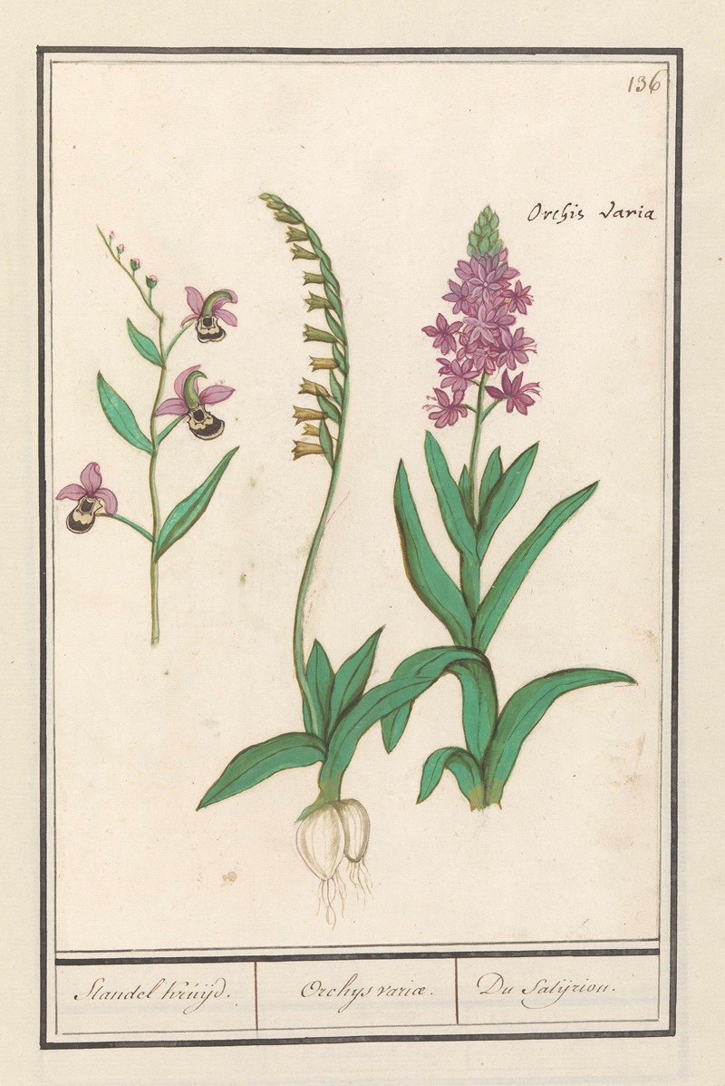 Anselmus Boëtius de Boodt - Orchidee (Orchidaceae) Standel Kruijd. Orchys variae. Du Satijrion.