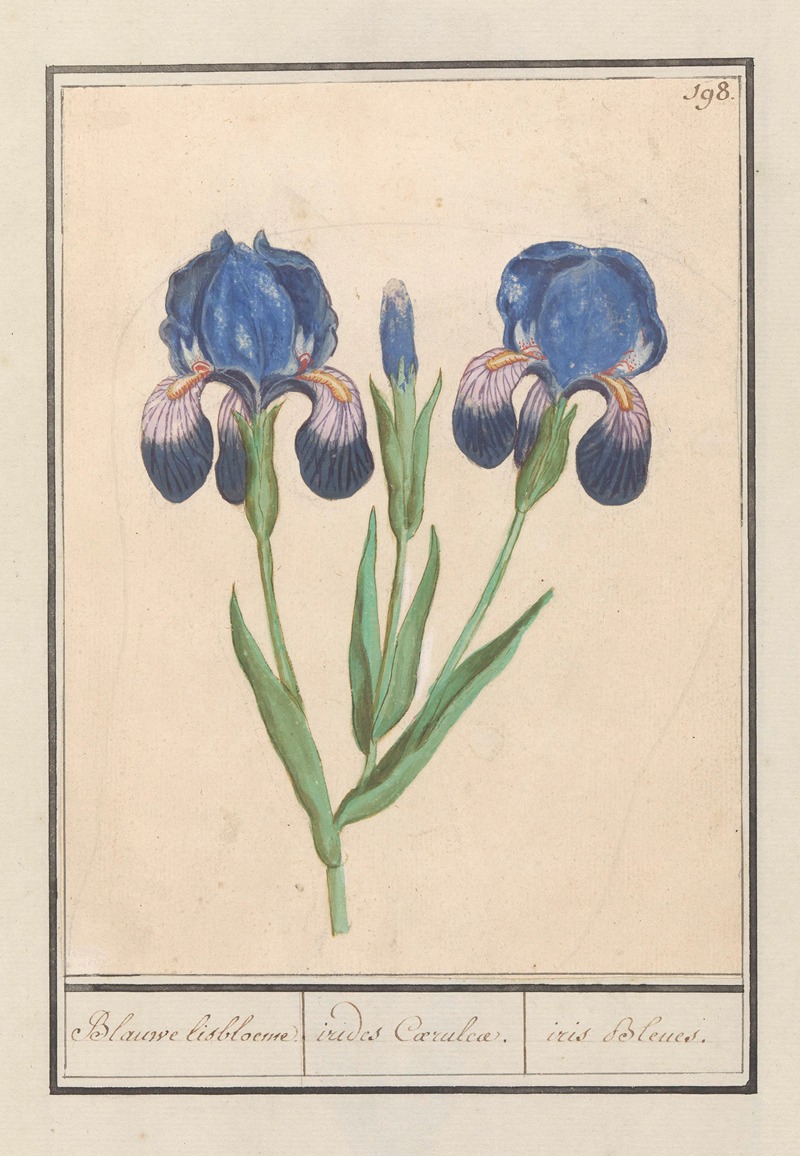 Anselmus Boëtius de Boodt - Paarse iris (Iris germanica) Blauwe lisbloeme. irides Coeruleae. iris Bleues