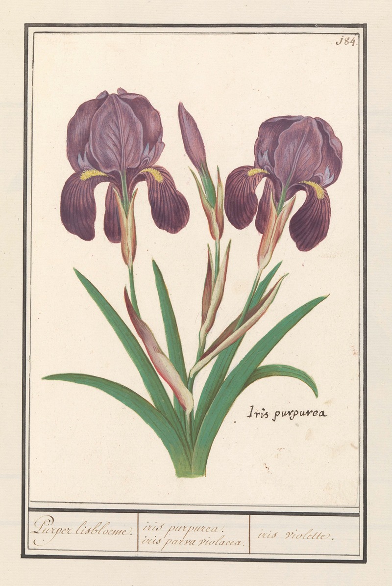 Anselmus Boëtius de Boodt - Paarse iris (Iris germanica) Puper lisbloeme iris purpurea, iris parva violacea. iris violette