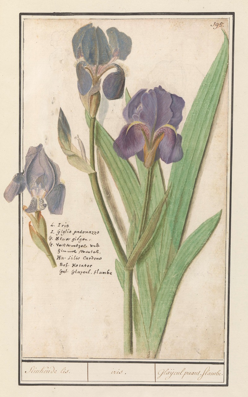 Anselmus Boëtius de Boodt - Paarse iris (Iris germanica) Stinkende lis. iris. Glaijeul puant. flambe.