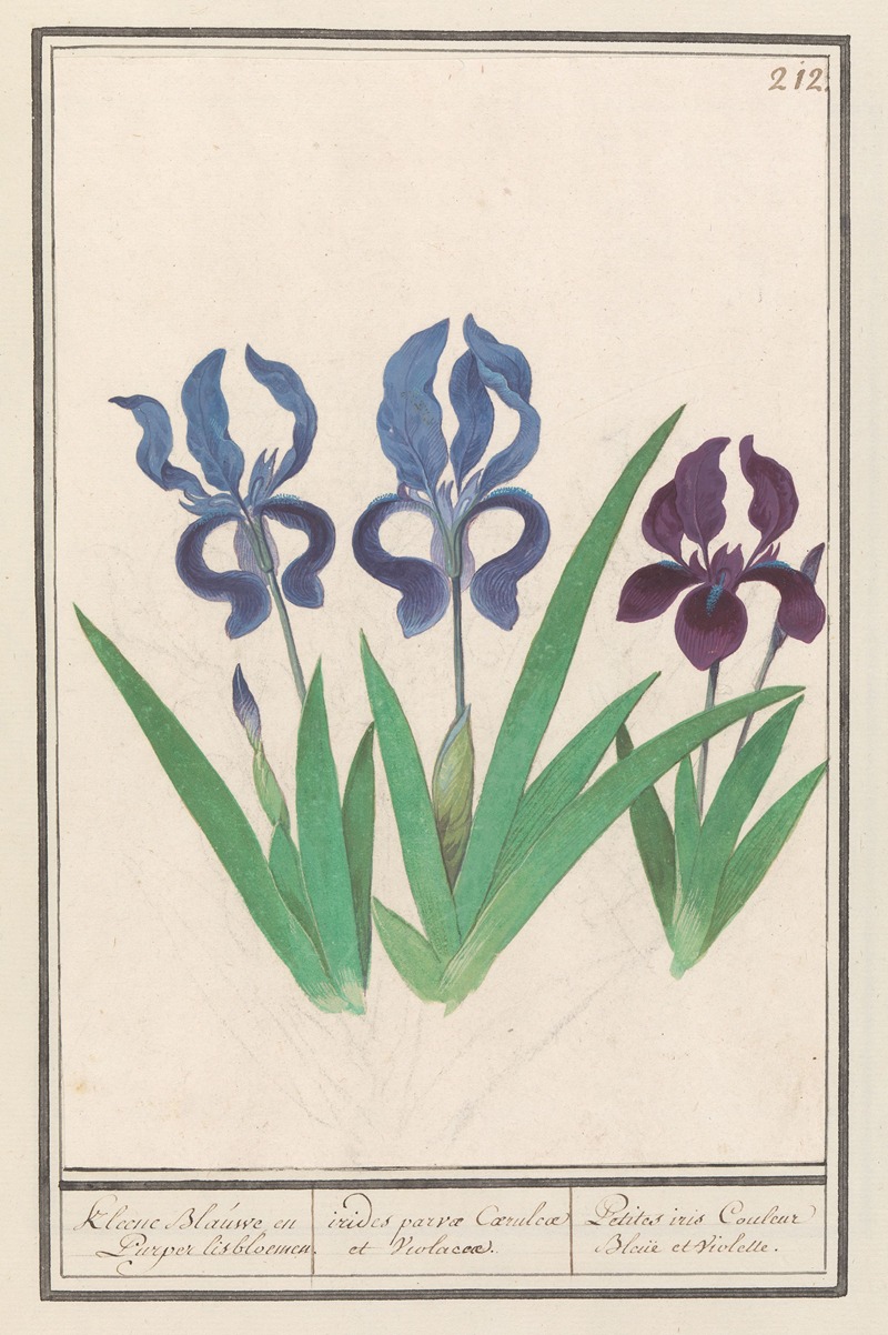 Anselmus Boëtius de Boodt - Paarse iris (Iris germanica).