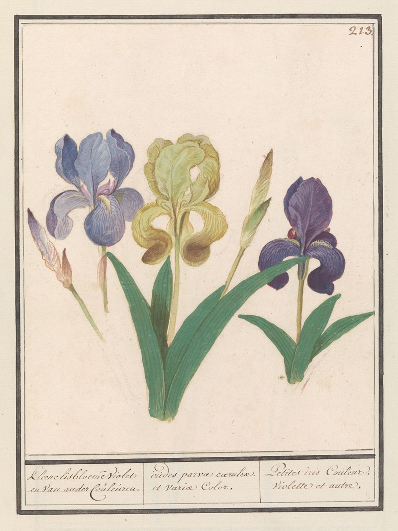 Anselmus Boëtius de Boodt - Paarse iris (Iris germanica)