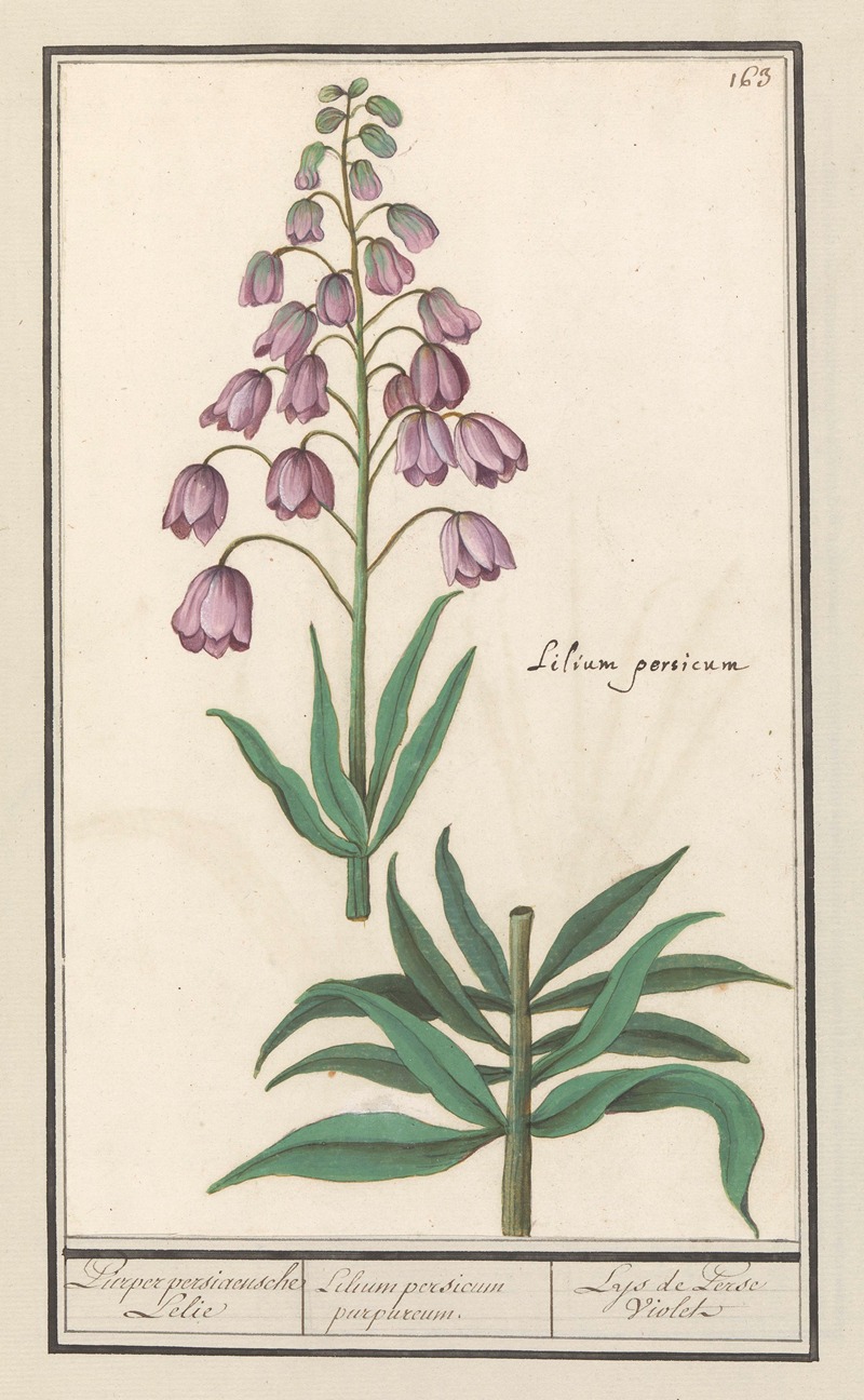 Anselmus Boëtius de Boodt - Perzische lelie (Fritillaria persica) Purper persiaensche Lelie Lilium persicum purpureum. Lys de Perse Violet