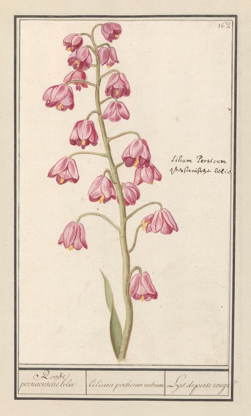 Anselmus Boëtius de Boodt - Perzische lelie (Fritillaria persica) Roode persiaensche lelie lilium persicum rubrum Lys de perse rouge