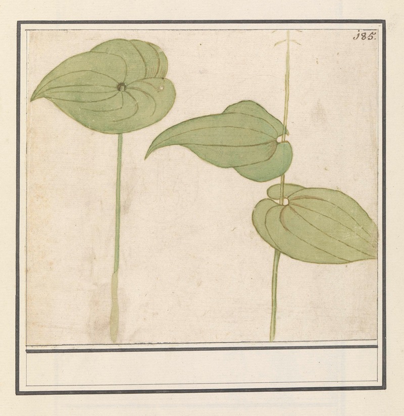 Anselmus Boëtius de Boodt - Plant (onbekende soort)