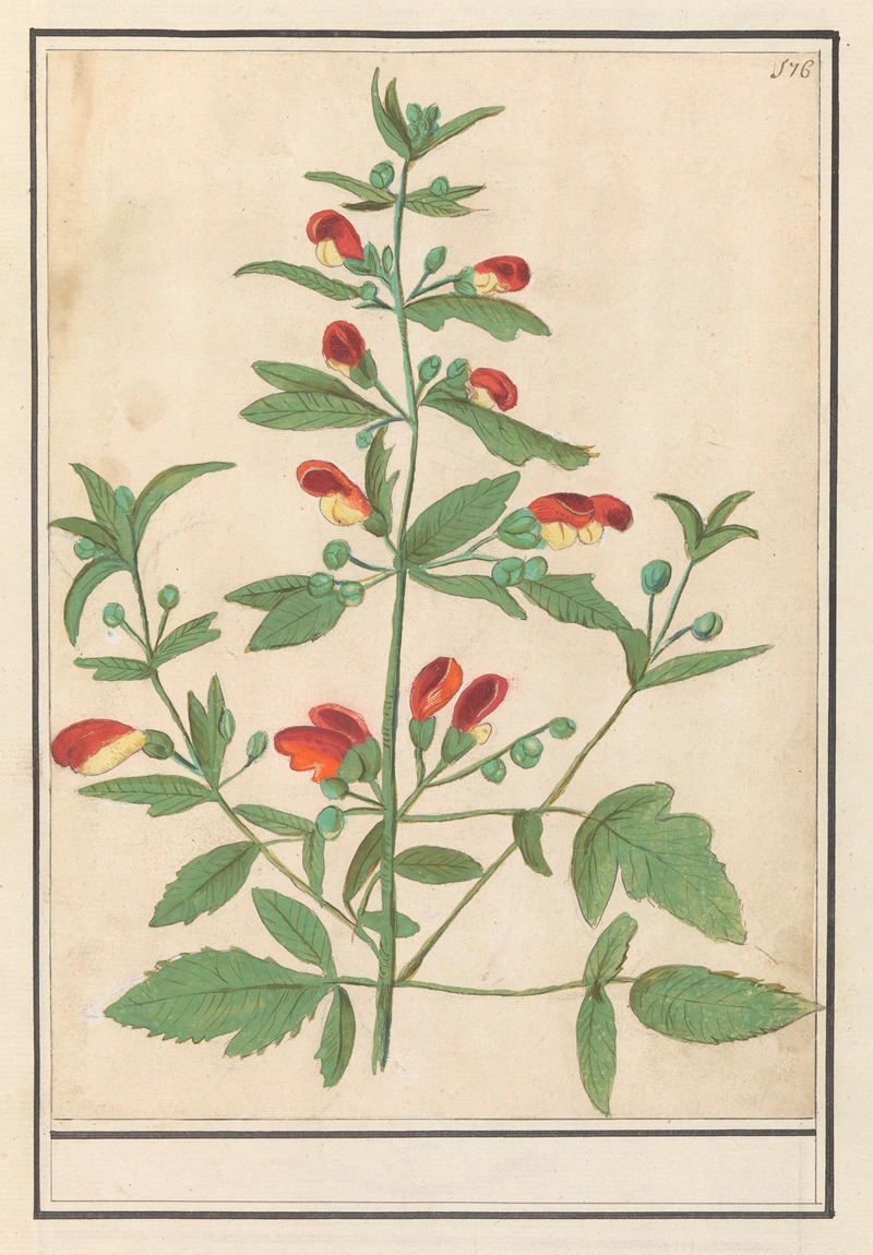 Anselmus Boëtius de Boodt - Plant met roodgele bloemen (onbekende soort)