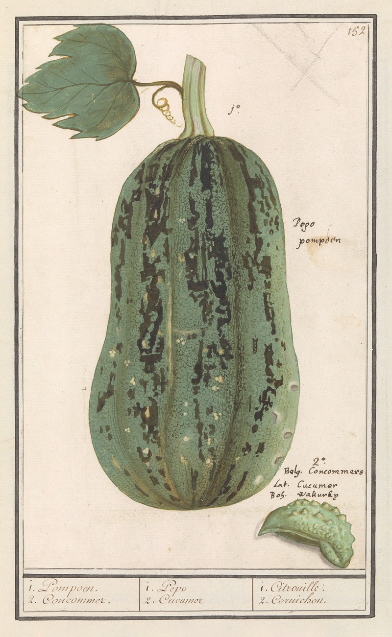 Anselmus Boëtius de Boodt - Pompoen (Cucurbita pepo) 1. Pompoen. 2. Concommer. 1. Pepo 2. Cucumer 1. Citrouille. 2. Cornichon