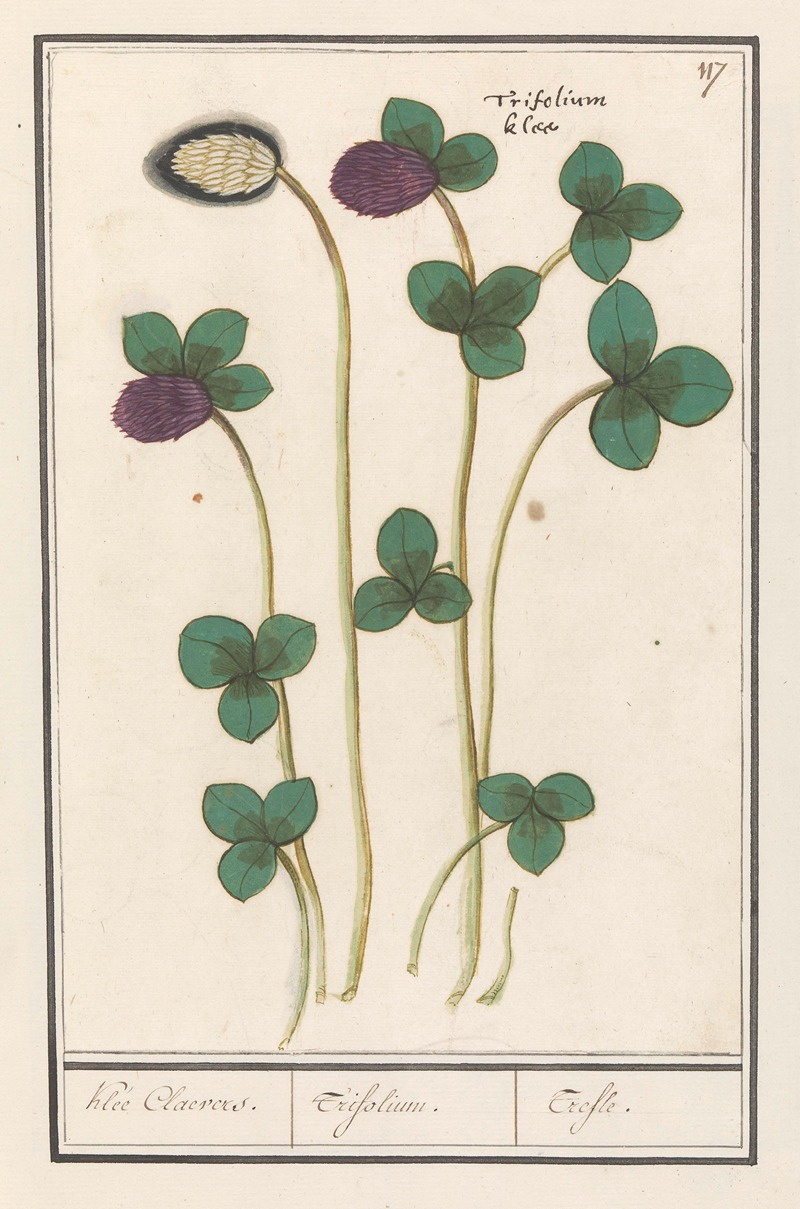 Anselmus Boëtius de Boodt - Rode klaver (Trifolium pratense) Klee Claevers. Trifolium. Trefle