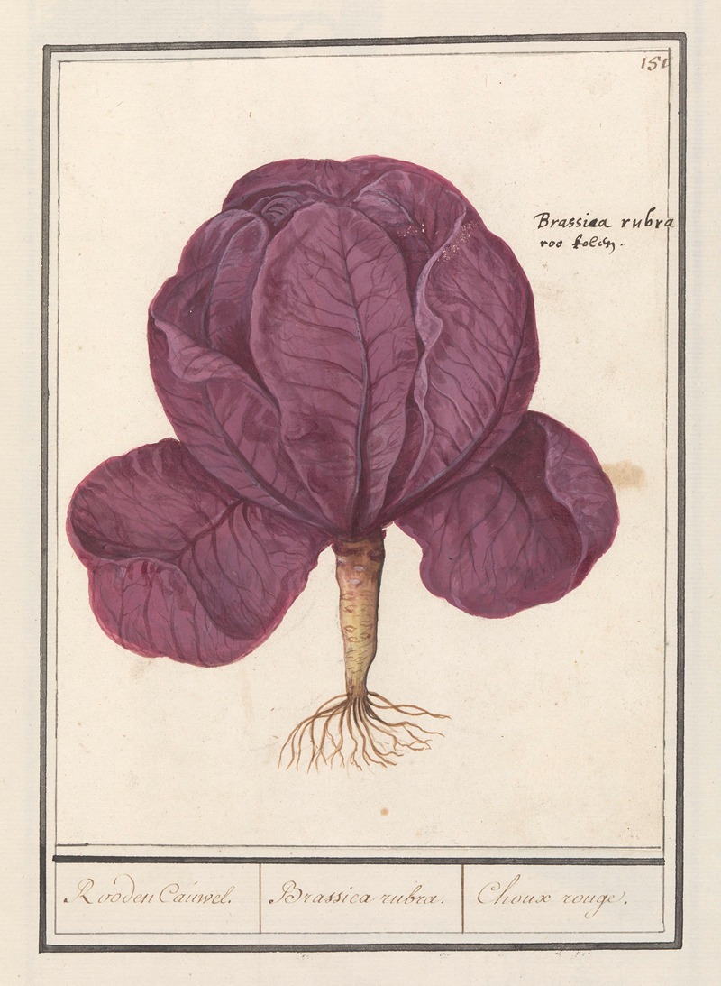 Anselmus Boëtius de Boodt - Rode kool (Brassica oleracea convar. capitata var. rubra) Rooden Cauwel. Brassica rubra. Choux rouge