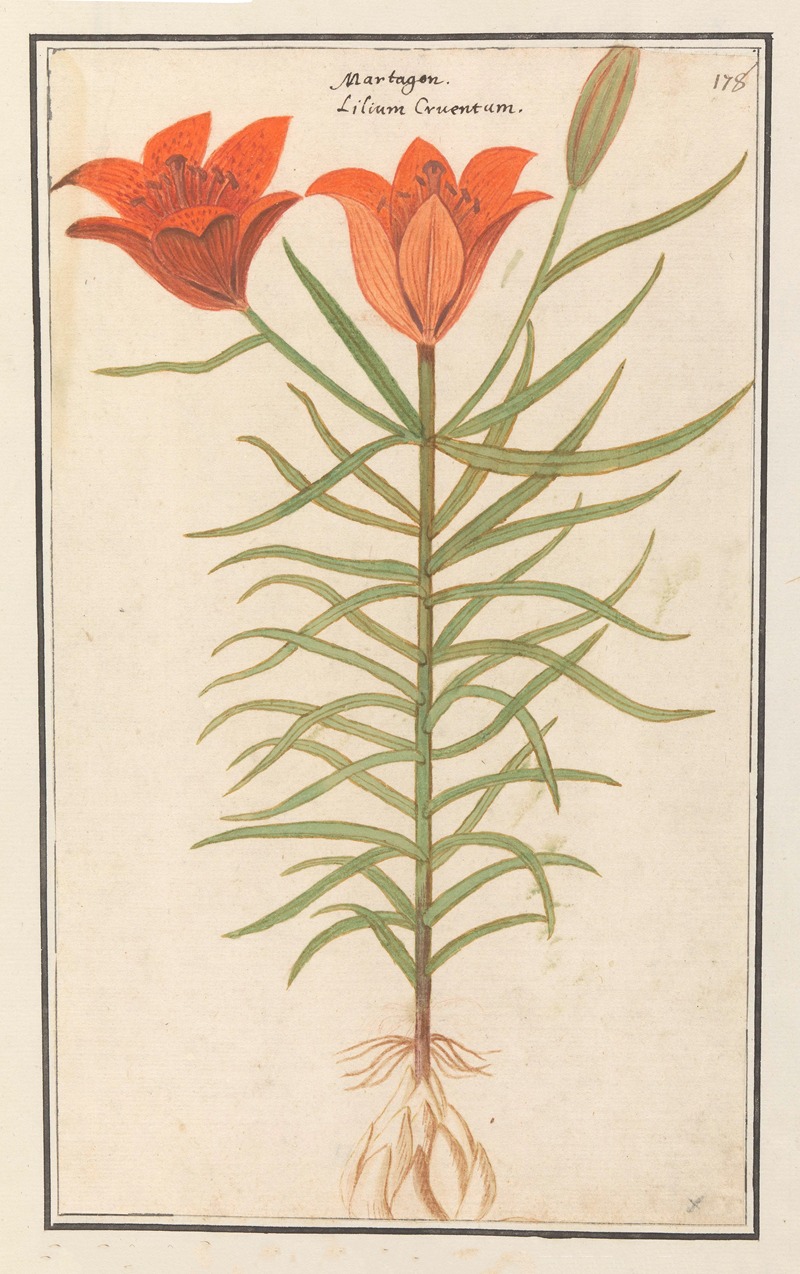 Anselmus Boëtius de Boodt - Rode lelie (Lilium) Roode Lelie Martagon lilium Cruentum Martagon