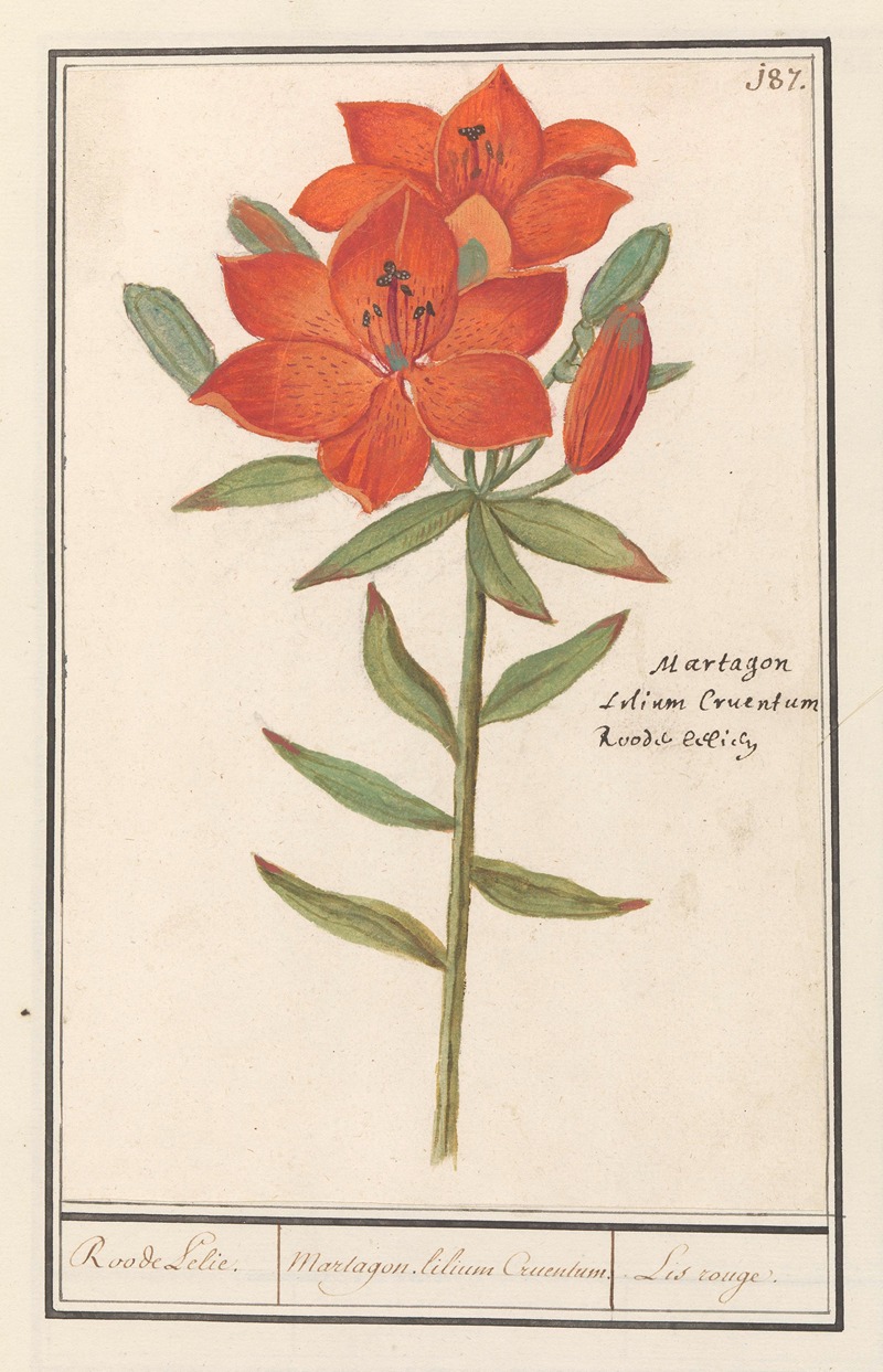 Anselmus Boëtius de Boodt - Rode lelie (Lilium) Roode Lelie Martagon. lilium Cruentum Lis rouge