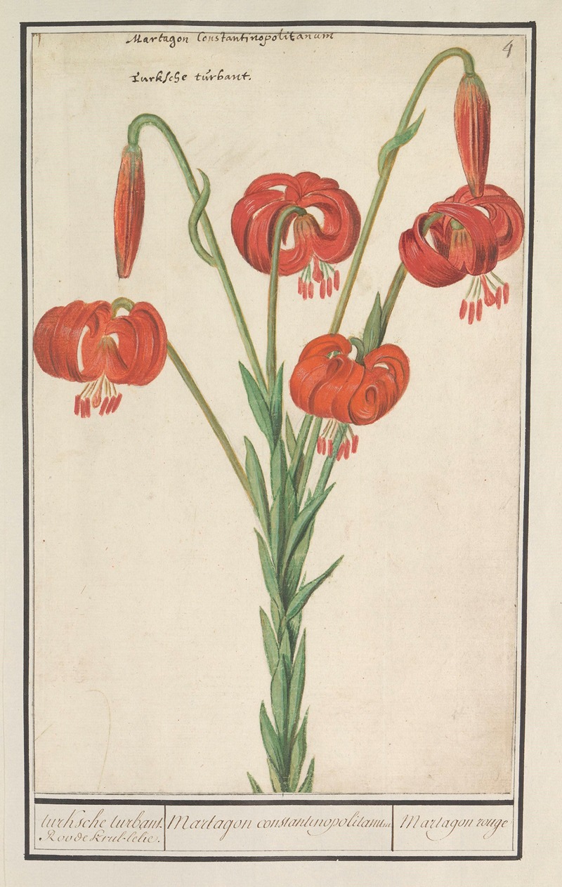 Anselmus Boëtius de Boodt - Rode lelie (Lilium) turksche turbant. Roode krul-lelie. Martagon constantinopolitanum Martagon rouge