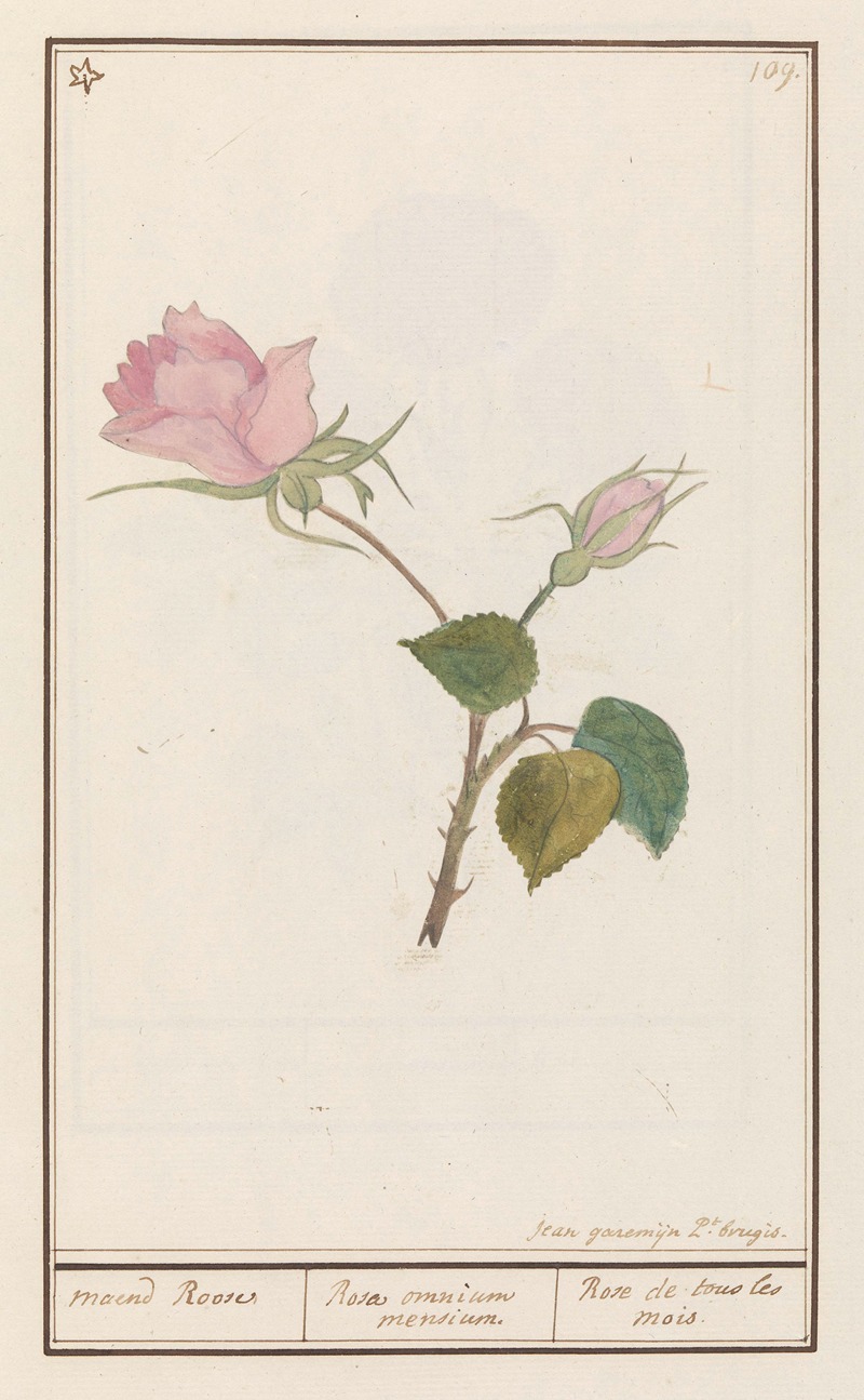 Anselmus Boëtius de Boodt - Roos (Rosa) maend Roose Rosa omnium mensium Rose de tous les mois