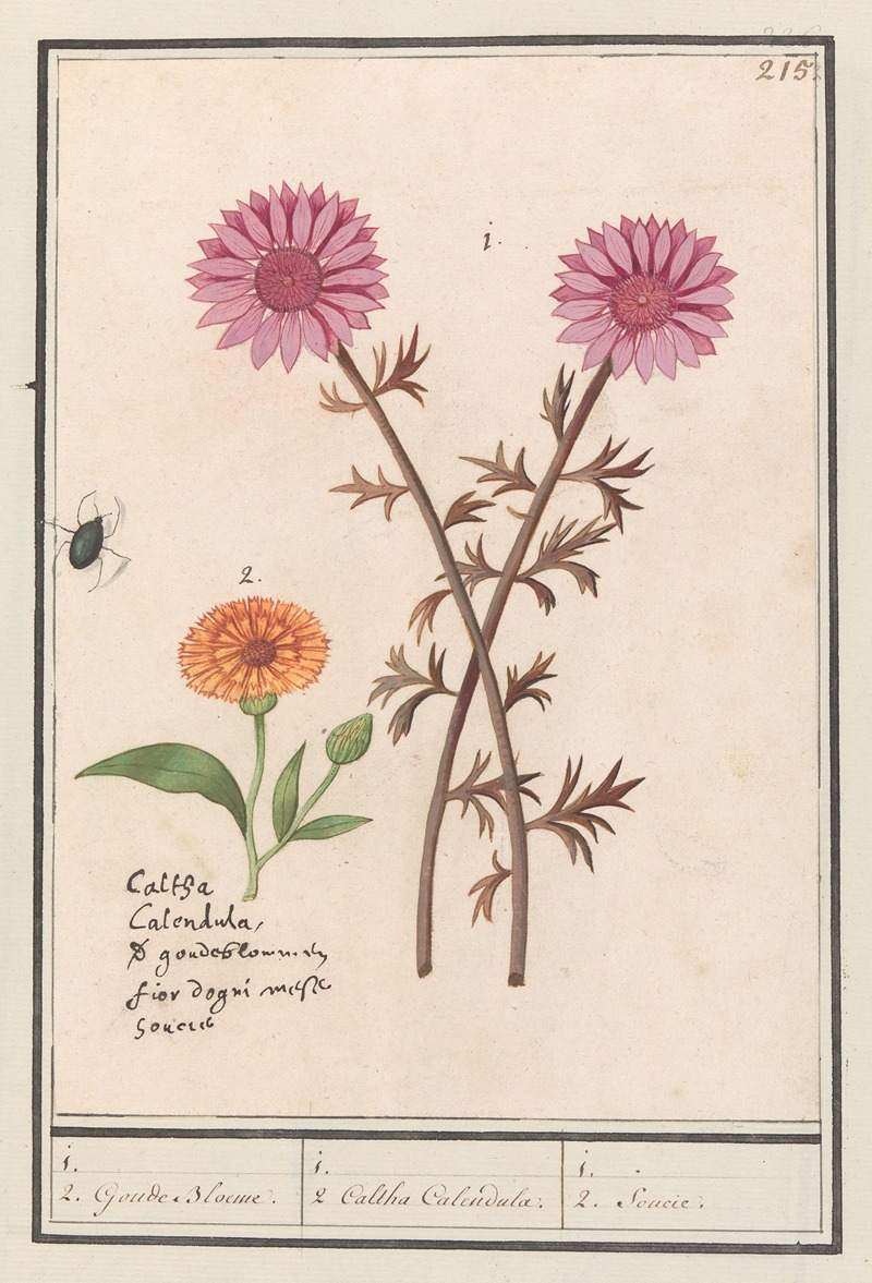 Anselmus Boëtius de Boodt - Roze bloem (onbekend) en goudsbloem (Calendula officinalis)