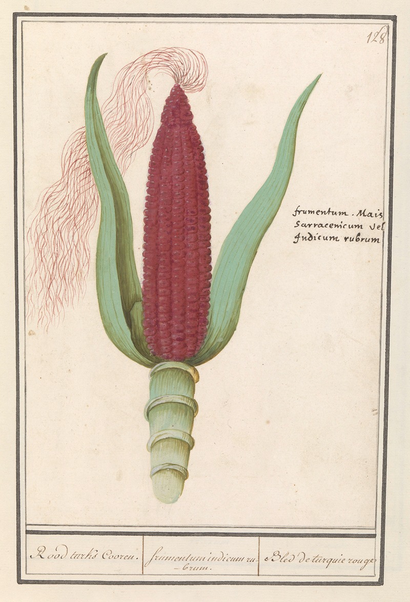 Anselmus Boëtius de Boodt - Siermais (Zea mays) Rood turks Cooren. frumentum indicum rubrum. Bled de turquie rouge