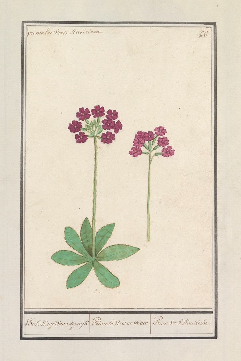 Anselmus Boëtius de Boodt - Sleutelbloem (Primula) Bak-Kruyd van oostenrijk Primula Veris austriaca Prime verd D’autriche.