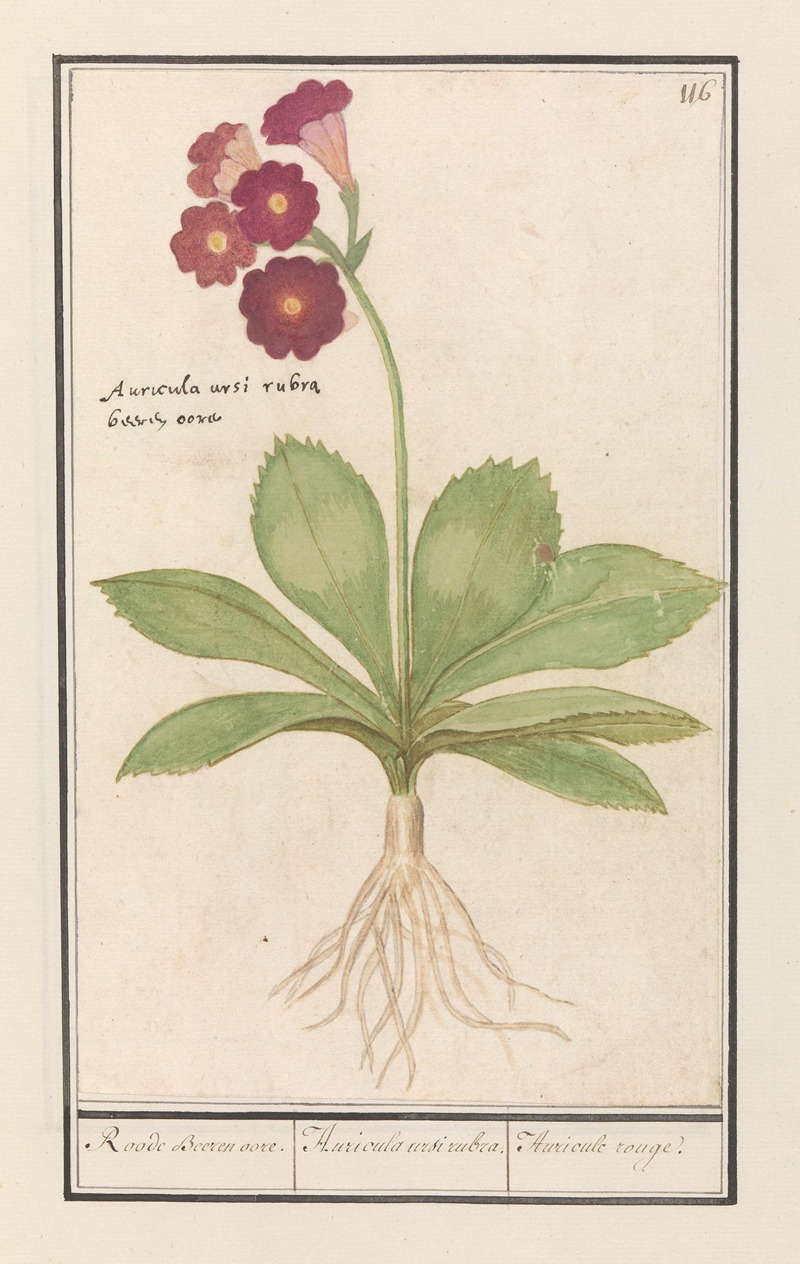 Anselmus Boëtius de Boodt - Sleutelbloem (Primula) Roode Beeren oore. Auricula ursi rubra. Auricule rouge